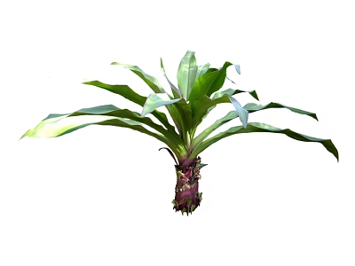 Ornamental Green Leafy Plant With Large Fresh Leaves And Purple Stem 3d model