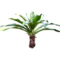 Ornamental Green Leafy Plant With Large Fresh Leaves And Purple Stem