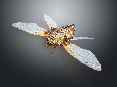 Detailed Cicada With Transparent Golden Edged Wings And Brown Body On Dark Background 3d model