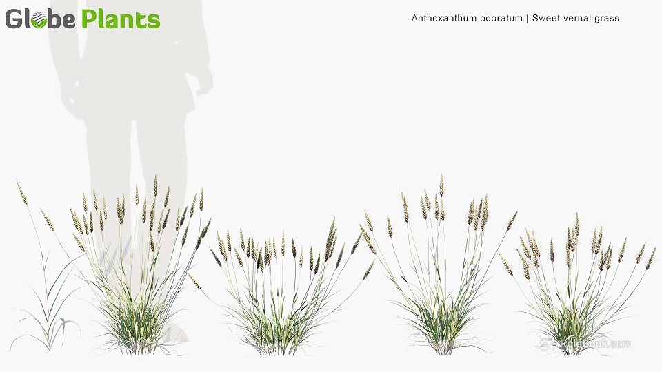 Achillea Millefolium And Sweet Vernal Plants Growing In Clumps With Feathery Foliage 3d model 