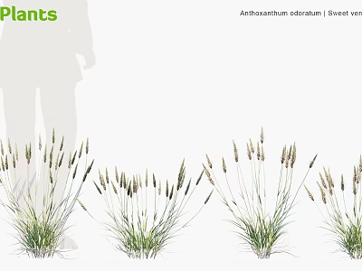 Achillea Millefolium And Sweet Vernal Plants Growing In Clumps With Feathery Foliage 3d model