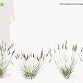 Achillea Millefolium And Sweet Vernal Plants Growing In Clumps With Feathery Foliage