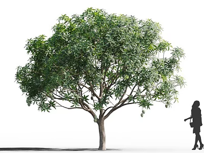 Tall Arbor With Lush Green Foliage And Thick Trunk Beside Walking Silhouette Figure 3d model