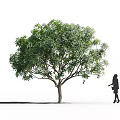 Tall Arbor With Lush Green Foliage And Thick Trunk Beside Walking Silhouette Figure