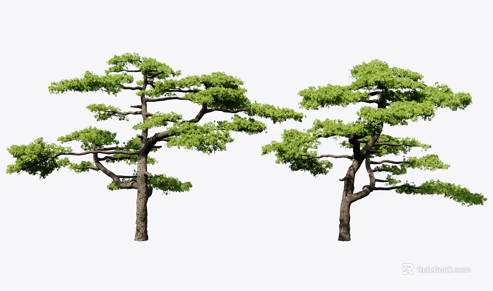 Tall Green Trees With Lush Foliage And Elegant Branch Structure 3d model 
