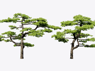 Tall Green Trees With Lush Foliage And Elegant Branch Structure 3d model