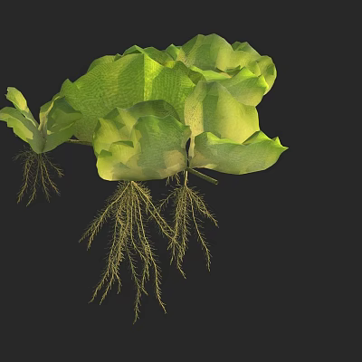 Fresh Green Aquatic Plant Leaves With Long Roots On Dark Background 3d model