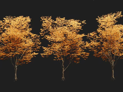 Three Arbor Trees with Golden Leaves and Lush Trunks on Black Background 3d model