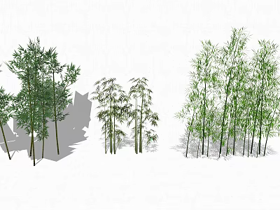 Different Bamboo Plants With Various Growth Forms 3d model