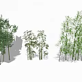 Different Bamboo Plants With Various Growth Forms