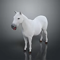 White Horse Standing Elegantly with Reflection on Gray Background in Realistic Render