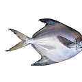 Fish 3d model