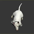 White Bull Terrier Sitting On Smooth Black Surface Wearing Black Collar Against Gray Background
