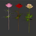 Three Pink Red and Light Pink Roses with Green Stems And Leaves on Dark Background
