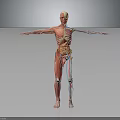 Human Anatomy 3D Model Showing Muscular Skeletal And Internal Organs Structure 3d model