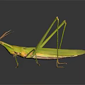 Green Grasshopper with Long Legs and Antennae on Dark Background Detailed View
