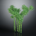 Green Bamboo Plants With Multiple Stalks And Lush Leaves Against Dark Background