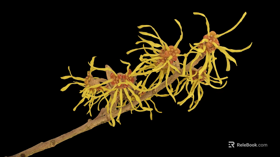 Witch Hazel Plant Branches Displaying Yellow Slender Petals Against Black Background 3d model 