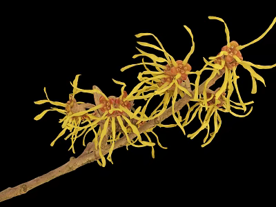 Witch Hazel Plant Branches Displaying Yellow Slender Petals Against Black Background 3d model