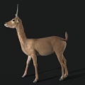 Realistic Standing Antelope With Long Horns And Brown Coat In Natural Pose