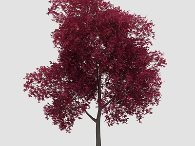 Lush Single Tree with Dark Trunk Vibrant Crimson Leaves and Dense Canopy 3d model