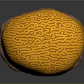 Intricate Brain Coral With Yellow Patterns On Pink Orange Base Structure 3d model