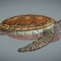 Modern Turtle 3d model