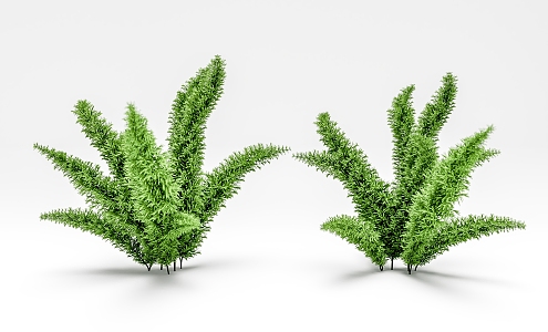 Foxtail Asparagus SU model Vray 3d model