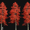Three Tall Red Leaf Trees With Person For Size Comparison