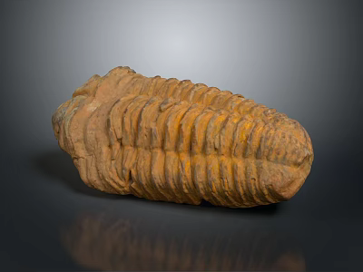 Trilobite Ancient Marine Animal Fossilized Remains With Segmented Exoskeleton Isolated On Dark Background 3d model