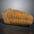 Trilobite Ancient Marine Animal Fossilized Remains With Segmented Exoskeleton Isolated On Dark Background