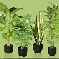 Various Green Leaf Potted Plants in Black Pots on Green Background