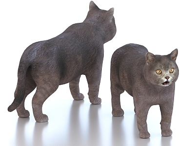 short-haired cat pet cat 3d model