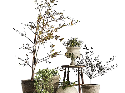 Various Bonsai Plants In Decorative Pots With Small Wooden Stand And Green Foliage 3d model
