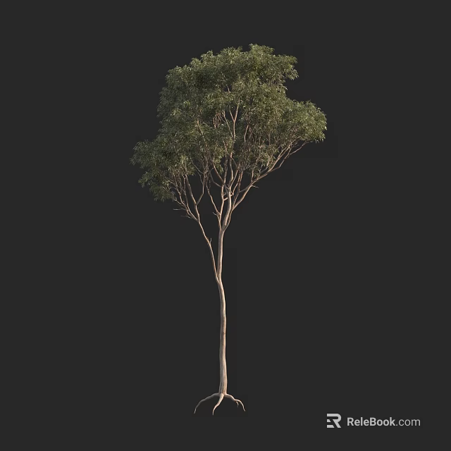 Single Arbor With Lush Green Foliage And Slender Trunk On Dark Background 3d model 