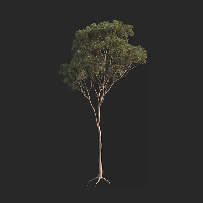 Single Arbor With Lush Green Foliage And Slender Trunk On Dark Background 3d model