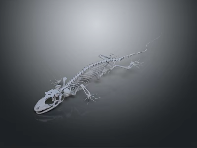 Skeleton Animal Skeleton Skeleton Animal Skeleton Fossil Animal Fossil Animal Game Animal 3d model