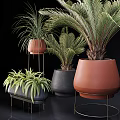 Bonsai Potted Plants with Lush Palm Fern Leaves in Terracotta Gray Pots on Metal Stands