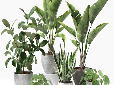 Stylish Indoor Green Plant Arrangement With Various Leafy Plants And Modern Planters 3d model
