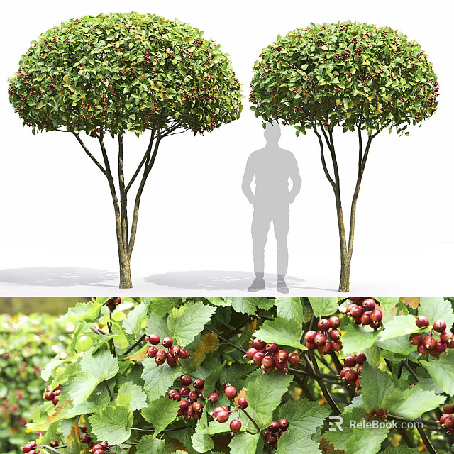 Rounded Arbor with Green Leaves Red Berries Multiple Trunks and Human Figure for Size Reference 3d model