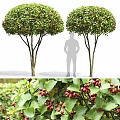 Rounded Arbor with Green Leaves Red Berries Multiple Trunks and Human Figure for Size Reference 3d model