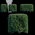 Lush Green Square Shaped Garden Shrubs With Various Pruned Designs And Vibrant Foliage