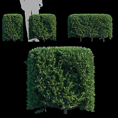 Lush Green Square Shaped Garden Shrubs With Various Pruned Designs And Vibrant Foliage 3d model