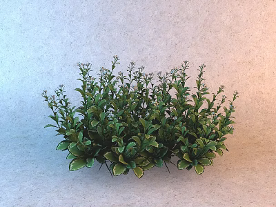 Clustered Small Shrub Like Plant With Green Leaves And White Edges Against Light Background 3d model