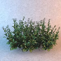 Clustered Small Shrub Like Plant With Green Leaves And White Edges Against Light Background