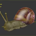 Colorful Snail With Orange And Red Striped Shell And Gray Body On Shiny Surface