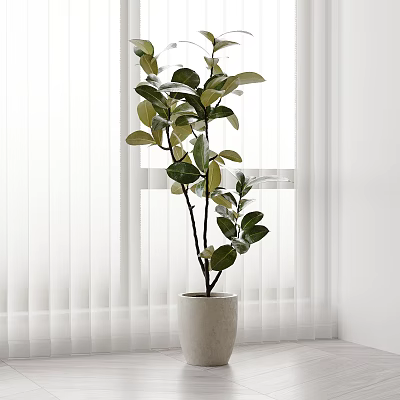 Indoor Bonsai Plant With Green Leaves In Light Colored Pot Near White Curtains Window 3d model