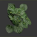 Lush Green Plant with Striped Leaves in Decorative Black Pot for Indoor Decor