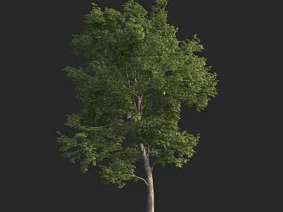 Lush Green Arbor With Dense Foliage And Brown Trunk Against Dark Backdrop 3d model