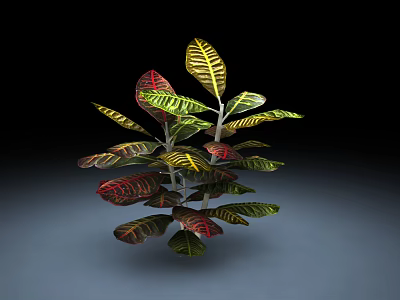 Vibrant Colorful Leafy Plant with Red Yellow Green Striped and Variegated Leaves 3d model